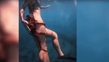 夏威夷章鱼紧抱美女潜水员大腿 这触手太不正经了