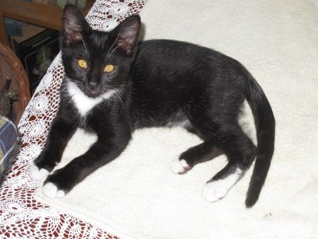 《星露谷物语》Ť的猫咪MOD