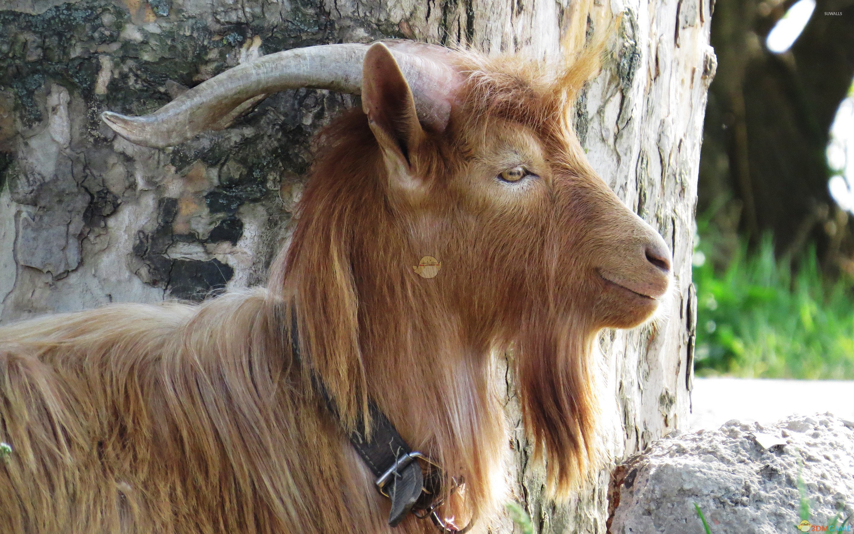 《上古卷轴5：天际》会魔法的山羊随从MOD