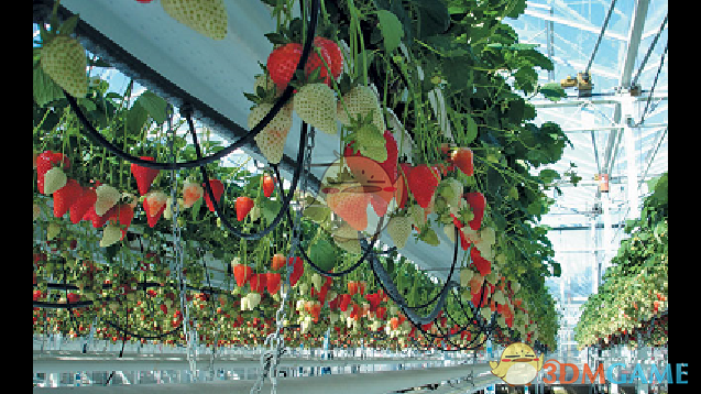 《边缘世界》高密度水培植物v1.0 MOD