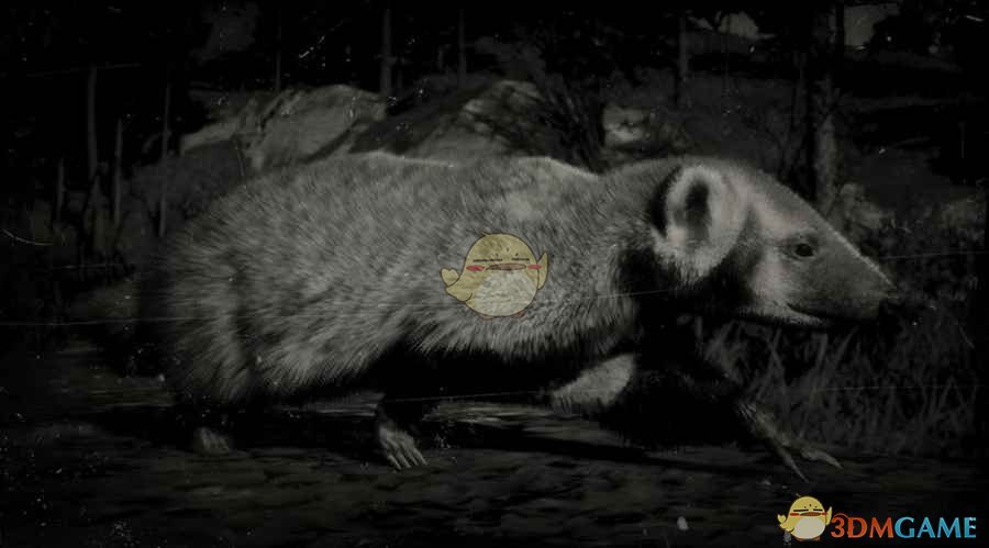 《荒野大镖客2》美国獾图鉴一览
