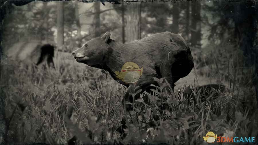 《荒野大镖客2》美洲黑熊图鉴一览