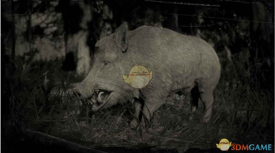 《荒野大镖客2》野猪图鉴一览