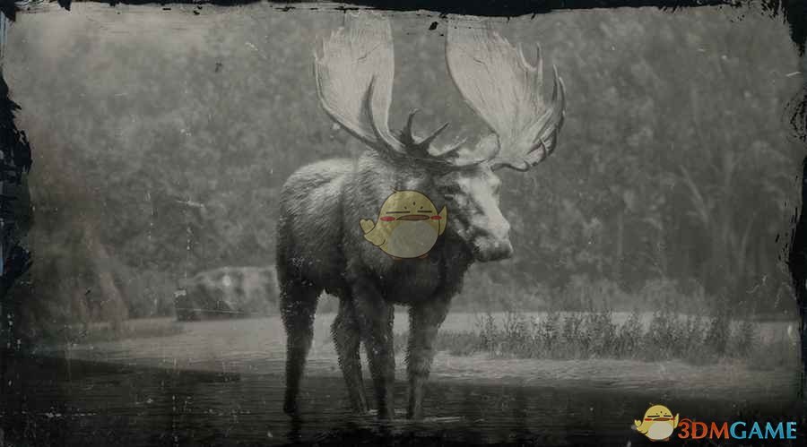 《荒野大镖客2》北美西部公驼鹿图鉴一览