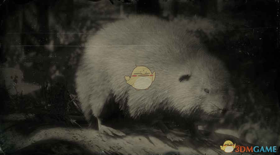 《荒野大镖客2》美国麝鼠图鉴一览