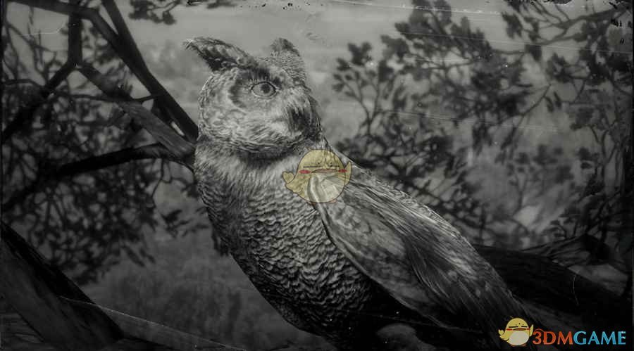 《荒野大镖客2》加州角鸮图鉴一览