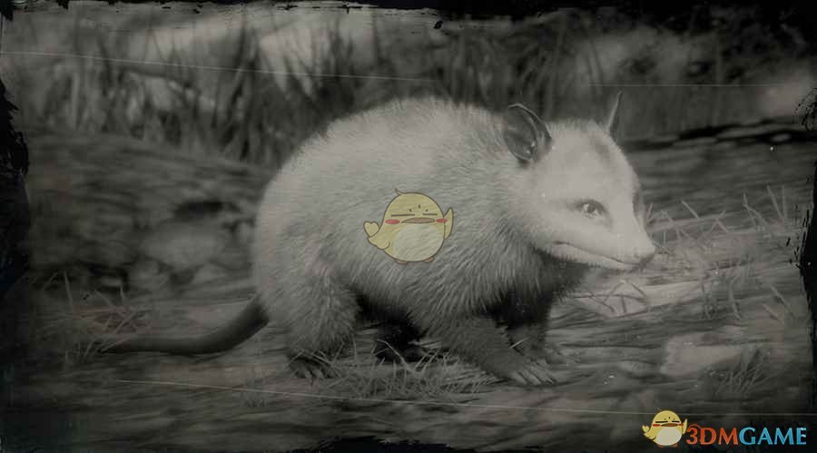 《荒野大镖客2》弗吉尼亚负鼠图鉴一览