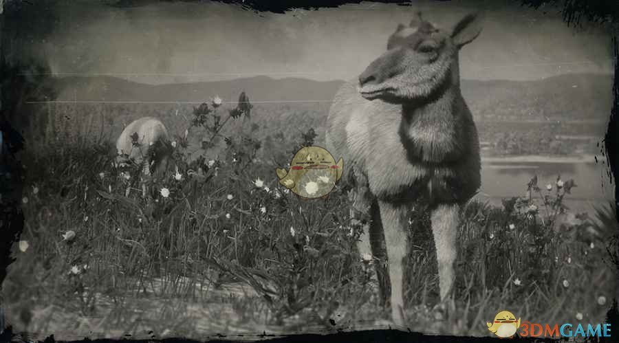 《荒野大镖客2》美国母叉角羚图鉴一览