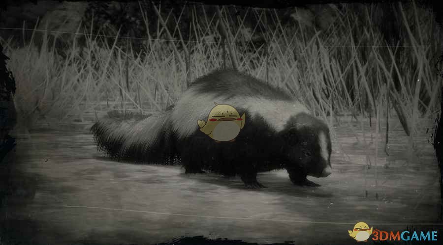 《荒野大镖客2》条纹臭鼬图鉴一览