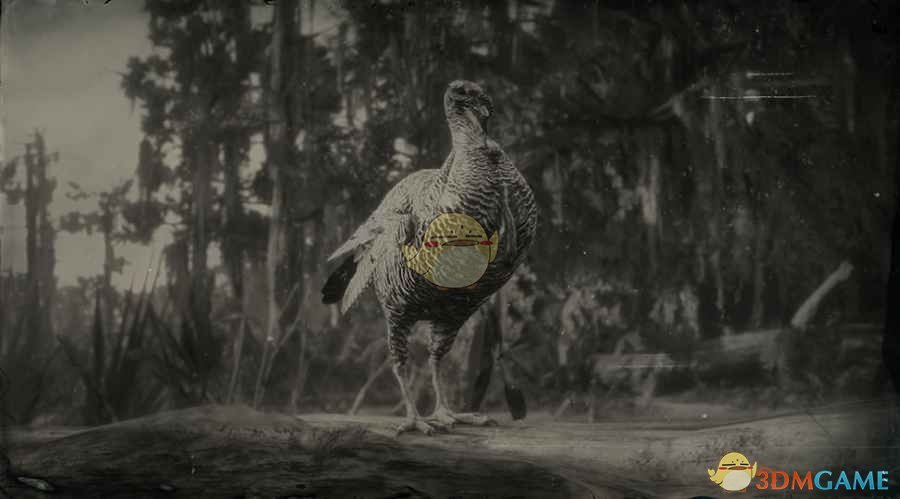 《荒野大镖客2》里奥格兰德野火鸡图鉴一览