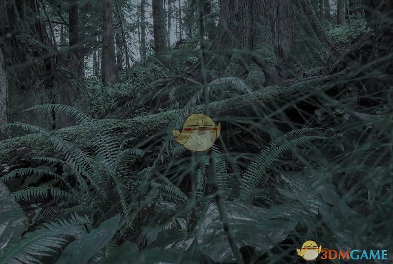 《Wallpaper Engine》加拿大森林摄影动态壁纸