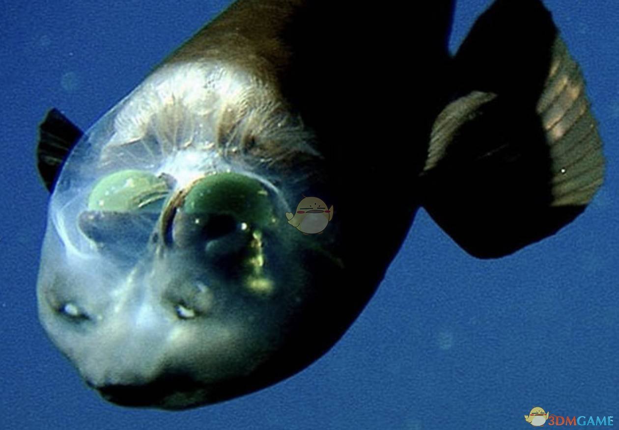 《集合啦！动物森友会》太平洋桶眼鱼图鉴