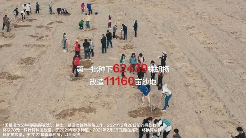 华为去年许下的承诺兑现 为环保种下6万多株胡杨