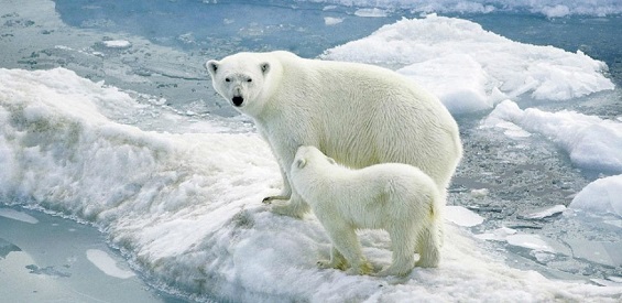 《雪地幸存者》v2.9.5正式版[war3地图]