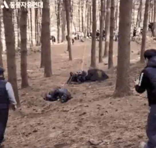 动物保护组织抗议韩剧《太宗李芳远》虐马 故意绑绳子摔马