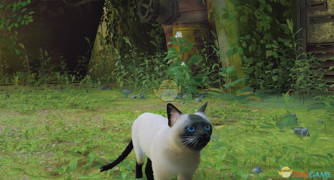 《Stray》暹罗猫MOD