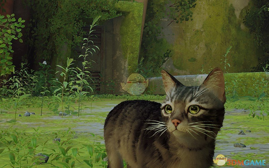 《Stray》灰色虎斑猫MOD