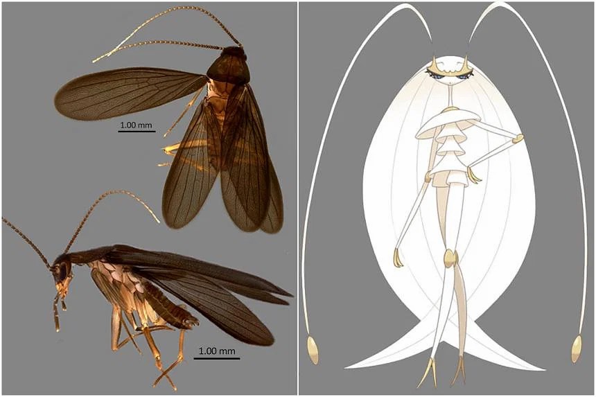 新加坡发现新种蟑螂 科学家使用宝可梦名字为其命名