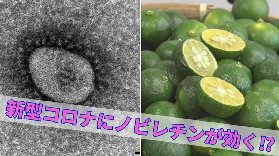 世界首次确认扁实柠檬橘黄素可抑制新冠病毒 琉球大学申请专利