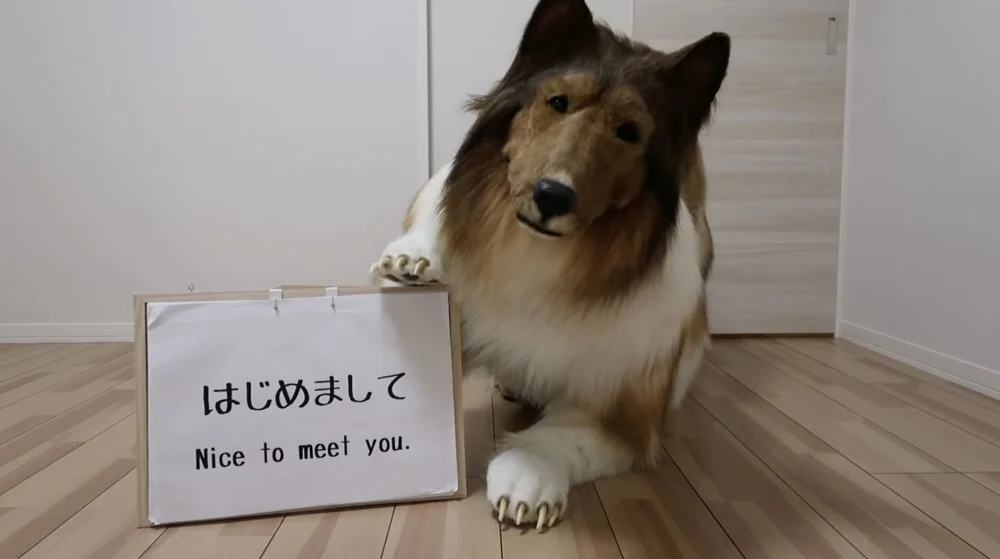 花两百万变成狗的日本男人，现在打算找母狗交友
