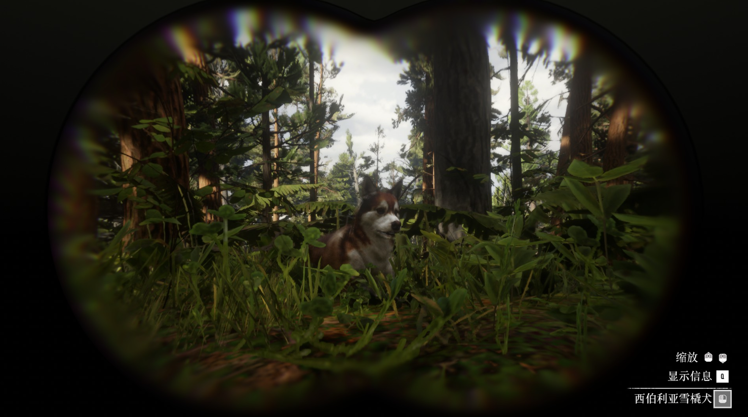 《荒野大镖客2》动物西伯利亚雪橇犬在哪里找