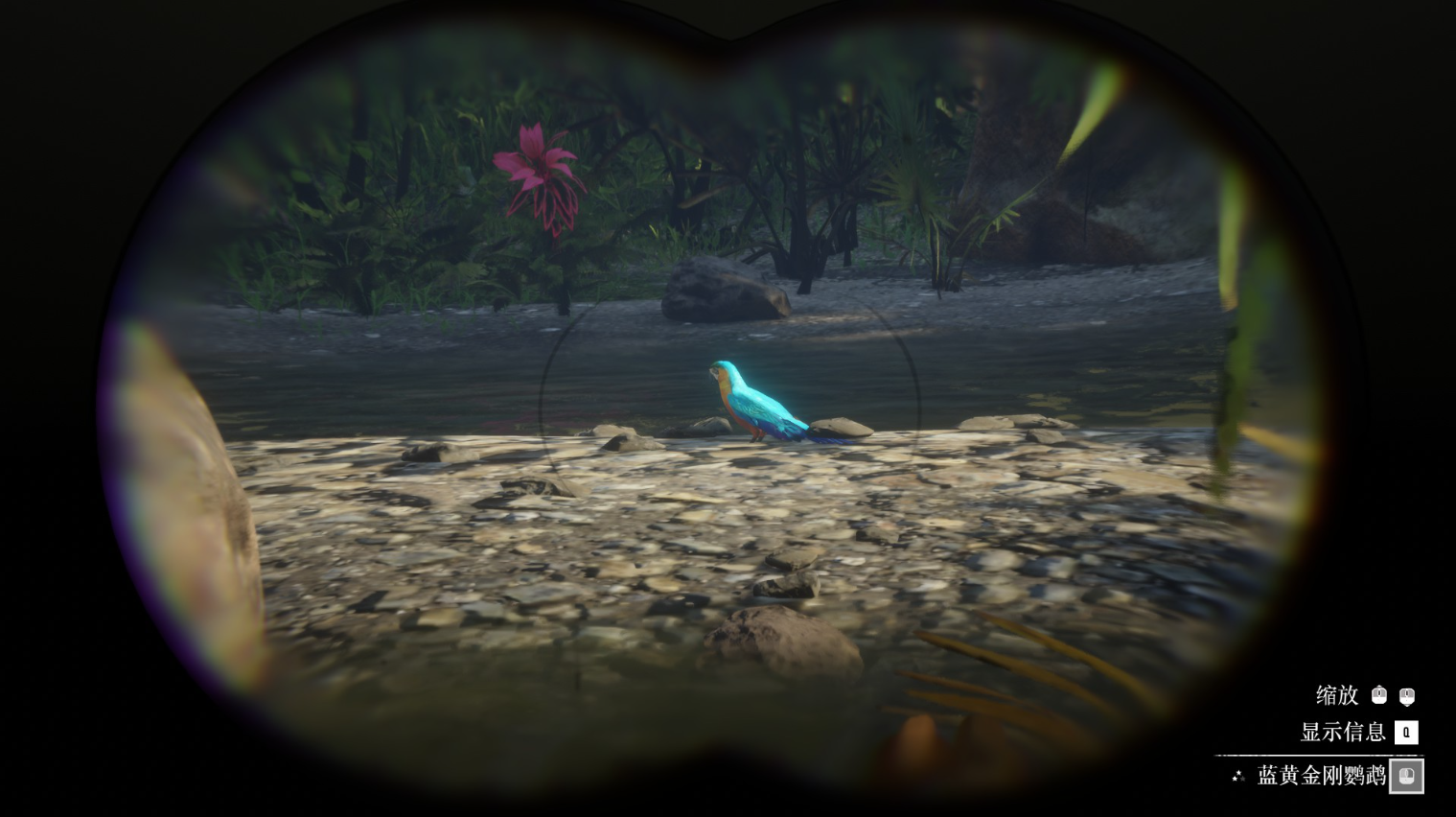 《荒野大镖客2》动物蓝黄金刚鹦鹉在哪里找