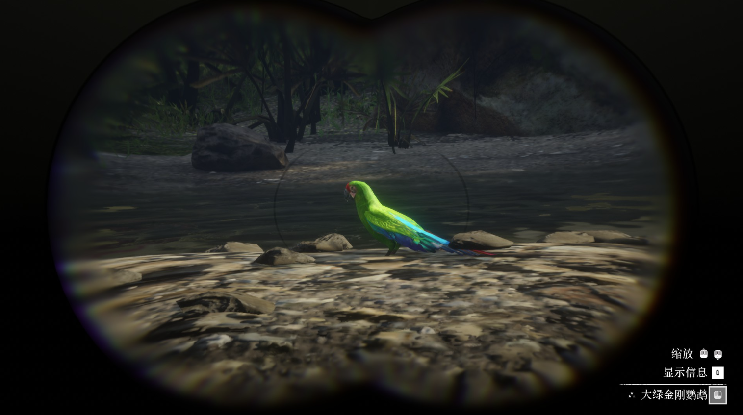 《荒野大镖客2》动物大绿金刚鹦鹉在哪里找