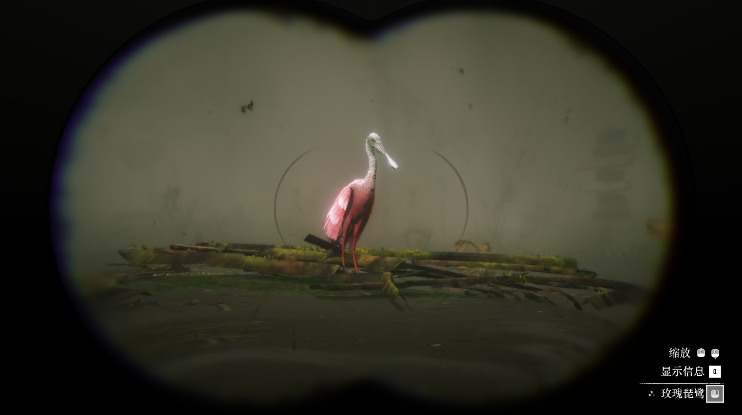 《荒野大镖客2》动物玫瑰琵鹭在哪里找