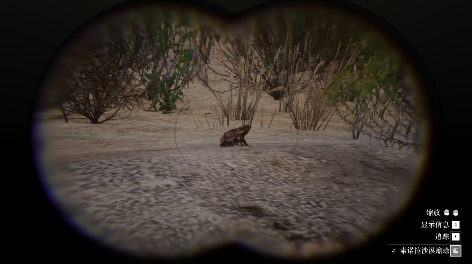 《荒野大镖客2》动物索诺拉沙漠蟾蜍在哪里找