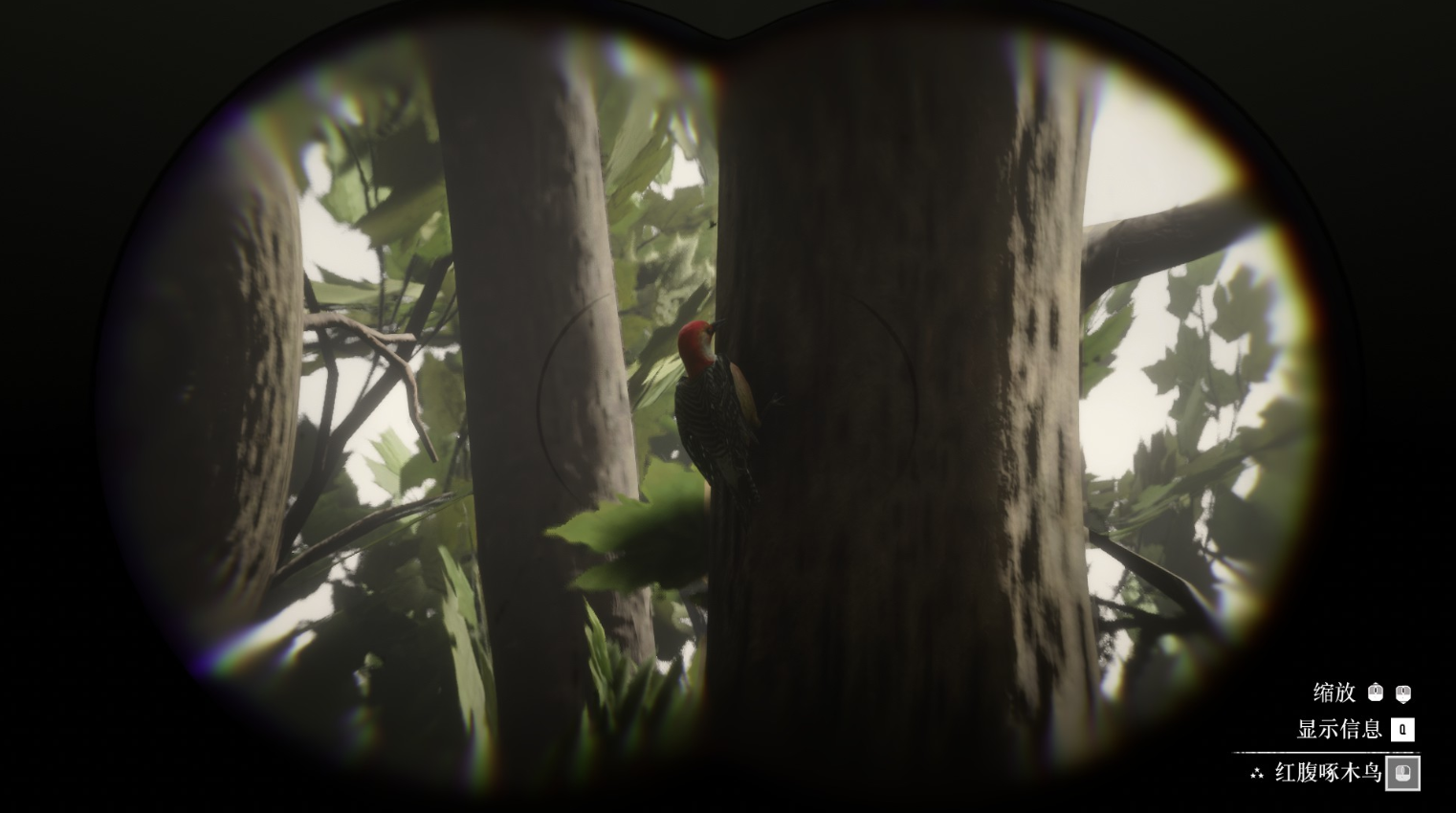 《荒野大镖客2》动物红腹啄木鸟在哪里找