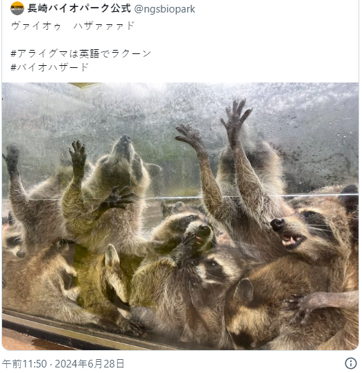 长崎动物园发浣熊惊悚图片 生化危机官方惊呼太像了