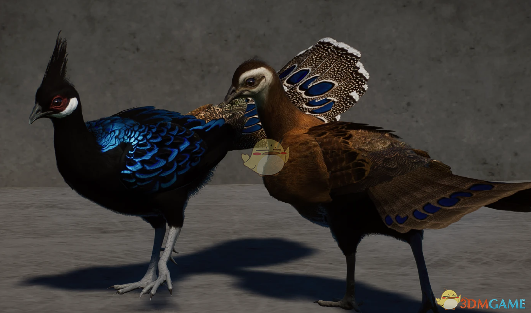 《动物园之星》新物种巴拉望孔雀雉MOD
