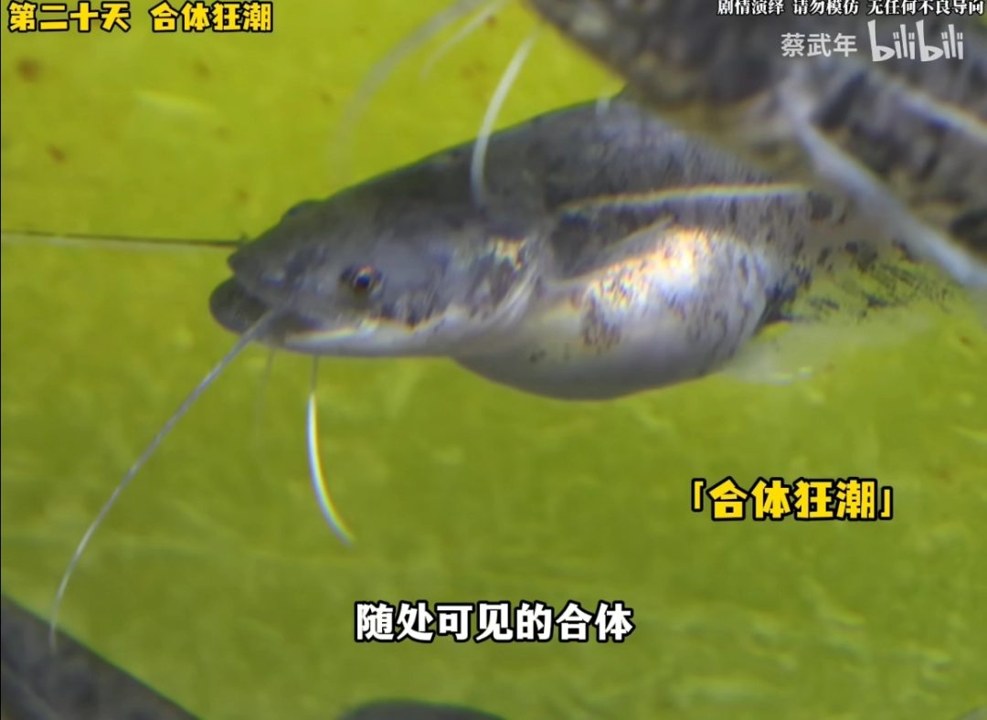 当代最惨烈的修仙界血战，在一个水产佬的鱼缸里上演