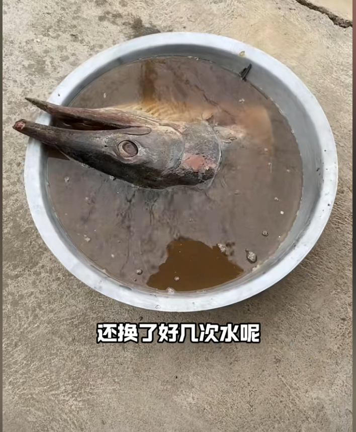 比大口“食史”更难过的事，是去山东大集吃“僵尸金枪鱼”