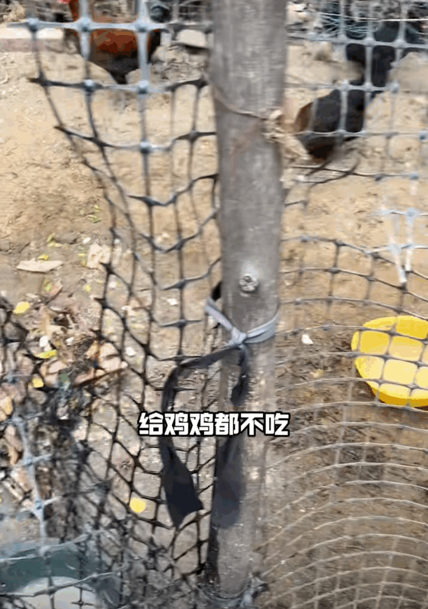 比大口“食史”更难过的事，是去山东大集吃“僵尸金枪鱼”