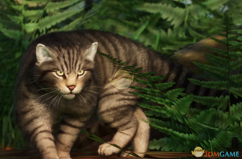 《动物园之星》新物种欧洲野猫MOD