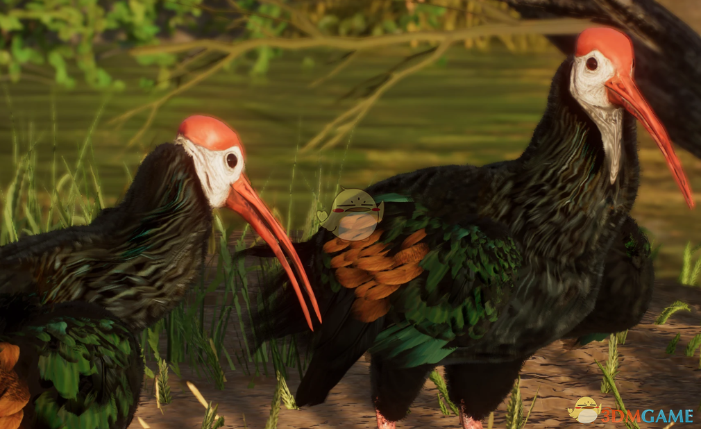 《动物园之星》新物种非洲秃鹳MOD