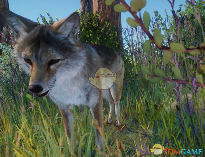 《动物园之星》新物种欧洲郊狼MOD