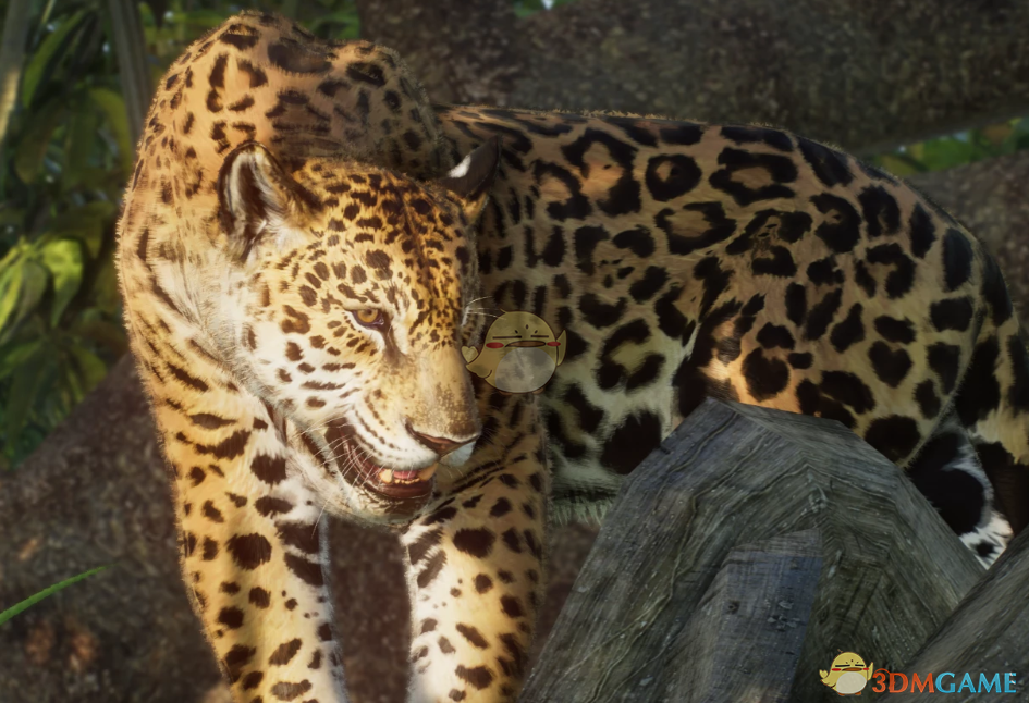 《动物园之星》新物种巴西美洲豹MOD