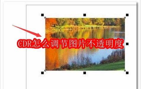 CDR怎么调节图片不透明度