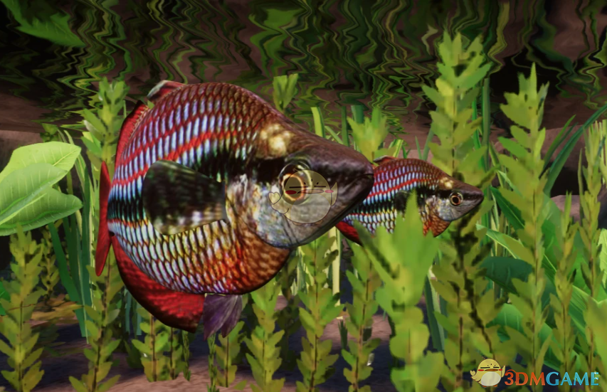 《动物园之星》新物种澳洲彩虹鱼MOD
