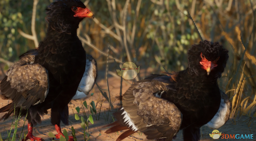 《动物园之星》新物种短尾雕MOD