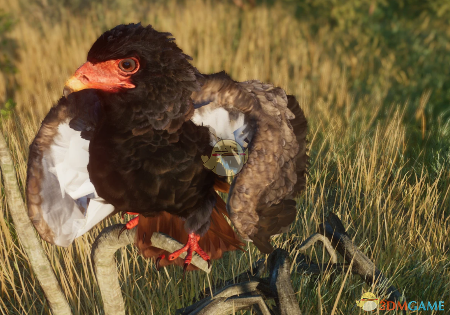 《动物园之星》新物种短尾雕MOD