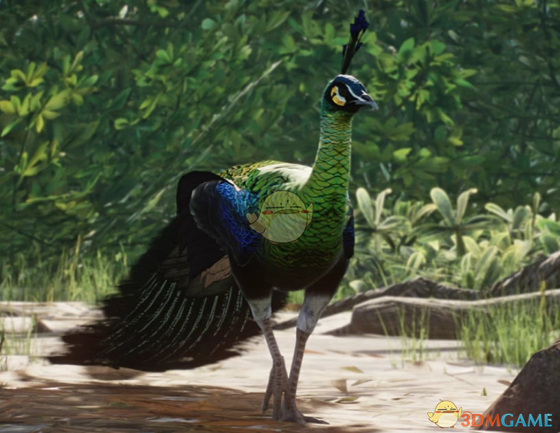 《动物园之星》新物种绿孔雀MOD