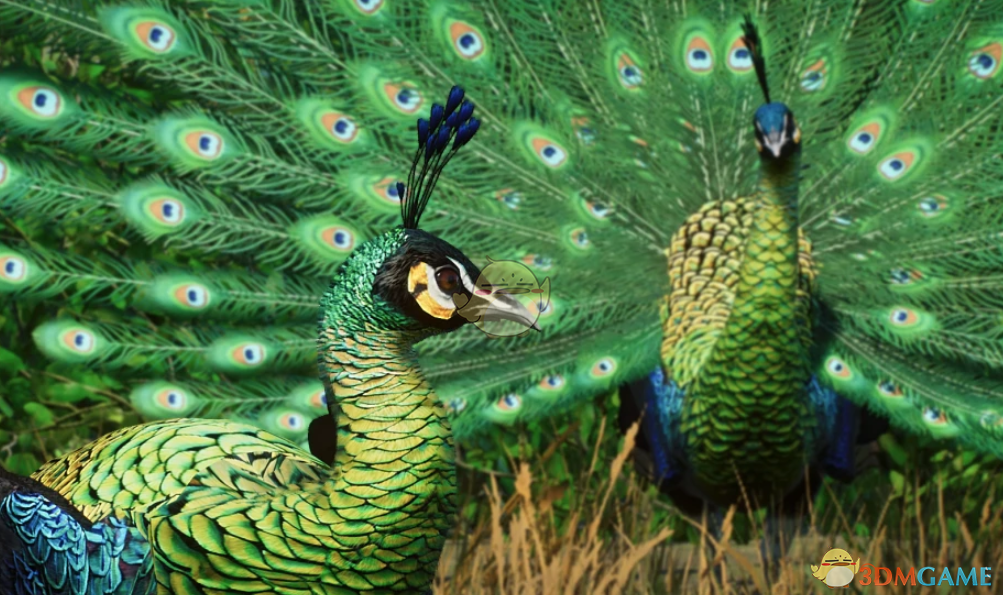 《动物园之星》新物种绿孔雀MOD