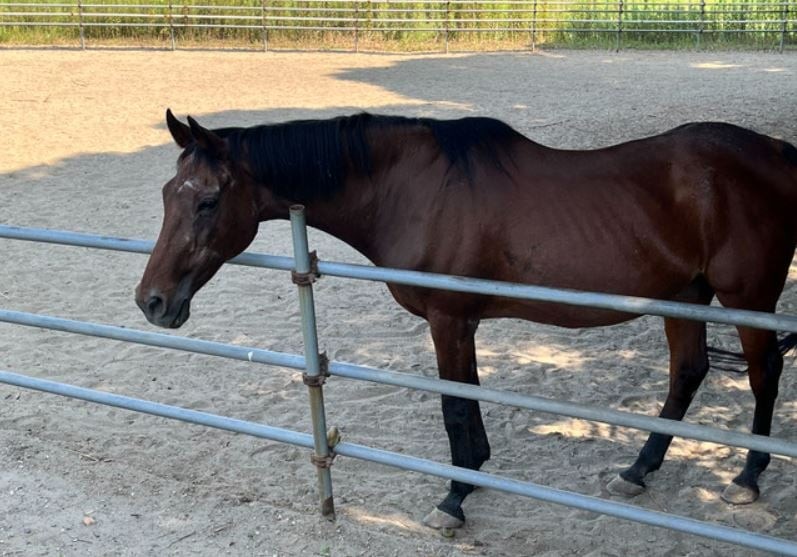 RIP！ 春乌拉拉最后一篇日记记载了对粉丝的感谢