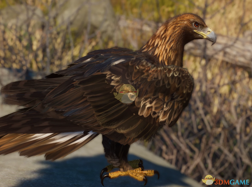 《动物园之星》新物种金雕MOD