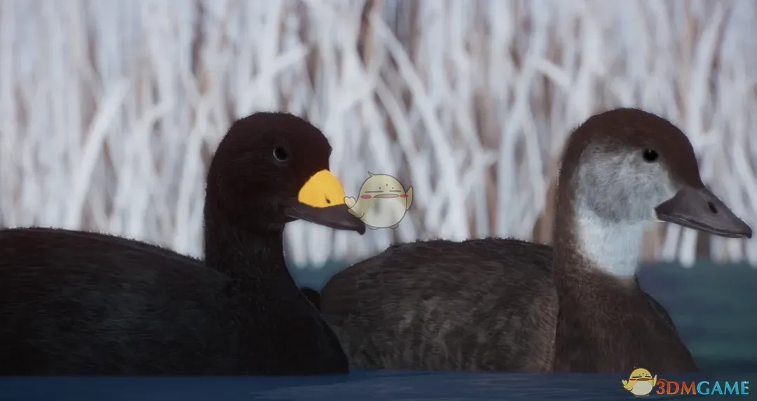 《动物园之星》新物种黑海番鸭MOD