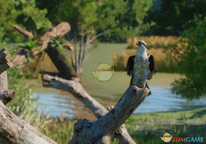 《动物园之星》新物种鹗MOD