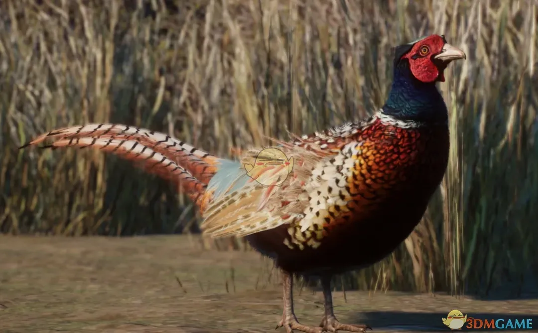 《动物园之星》新物种高丽雉MOD